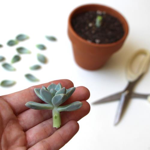 Propagating Succulents